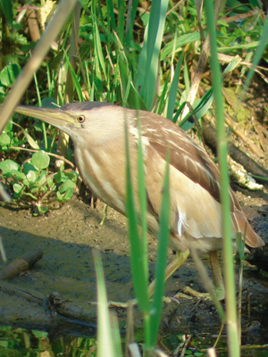 Ixobrychus minutus Ixobrychus minutus