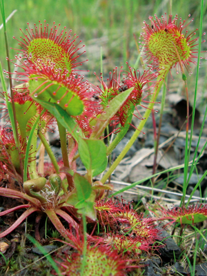 Drosera rotundifolia Drosera rotundifolia