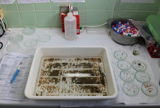 Labo Hydrobiologie Labo Hydrobiologie