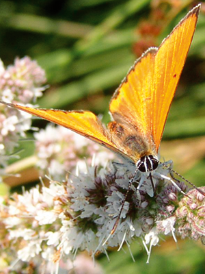 Lycaena dispar Lycaena dispar