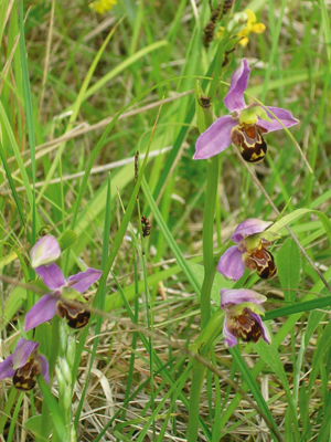 Ophrys apifera Ophrys apifera